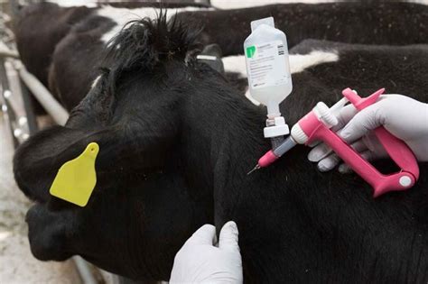 Can Vaccinating Farm Animals Against E Coli Prevent Outbreaks